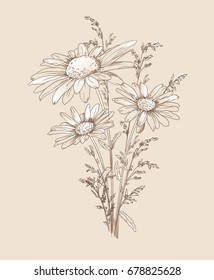 Herb medicinal chamomile. hand drawn flower vector illustration, chamomile with stem and leaves