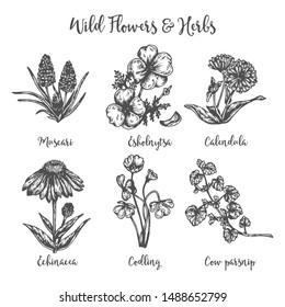 Herb medicinal cow parsnip, muscari, calendula and echinacea. Hand drawin sketch of wild flowers. Vector illustration Design for labels and packaging.Engraved botanical drawing