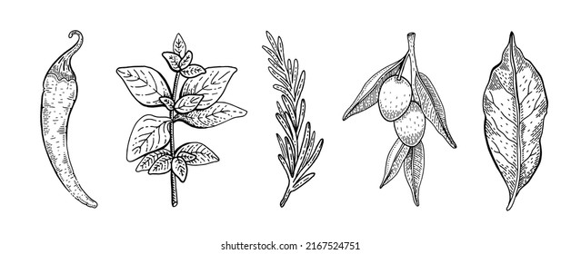 Herb and plant drawing. Botanic and cooking icons. Sketch engraved vector. Spice and vegetable. Chili pepper, oregano or basil, rosemary, olive, bay leaf illustration. Cook hand drawn line doodle art