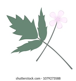 Herb Robert leaf and flower.  Transparent background in vector file.