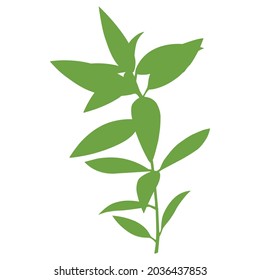 herb scent Aloysia triphylla lemon verbena redolence