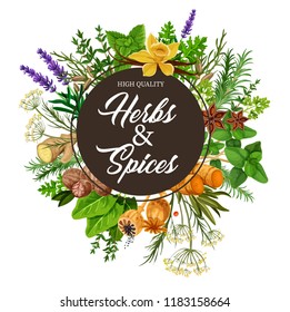 Herb and spice frame with spicy plants, food label. Basil, mint and rosemary, ginger, vanilla and anise, thyme, nutmeg and dill, parsley, sorrel, turmeric and lavender seasoning