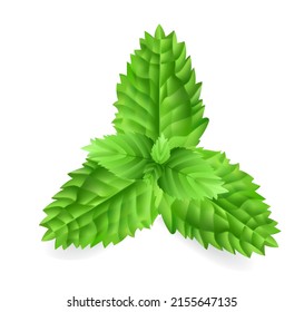 herb and spice. high quality vector