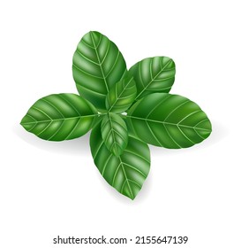herb and spice. high quality vector