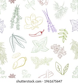 Herb and spice pattern. Drawn Sketch of natural spices and kitchen herbs. Botanical illustrations of aromatic plants. 