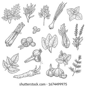 Herb and spice sketches, seasoning and condiments. Mint, rosemary and parsley leaves, garlic dill and cardamom, lavender and basil, onion, celery and nutmeg, sorrel, lemongrass and horseradish