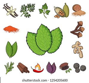 Herb and spices cartoon icons in set collection for design.Different kinds of seasonings vector symbol stock web illustration.