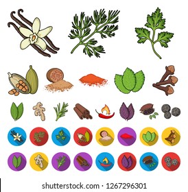 Herb and spices cartoon,flat icons in set collection for design.Different kinds of seasonings vector symbol stock web illustration.