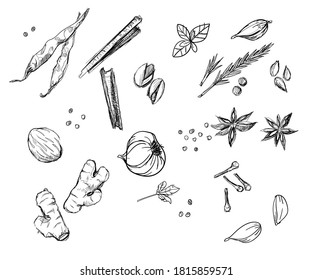 Herb spices collection set ginger onion peppers cloves cinnamon hand drawn sketches white isolation background
