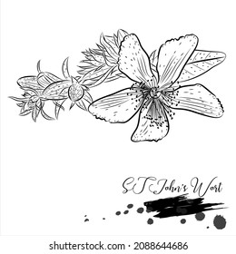 Herb, ST John's Wort, medical plant line vector illustration