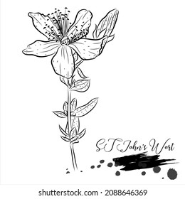Herb, ST John's Wort, medical plant line vector illustration