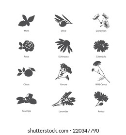 Herb Symbols Set