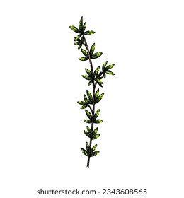 herb thyme leaf hand drawn. aromatic seasoning, spice twig, leaves food herb thyme leaf vector sketch. isolated color illustration