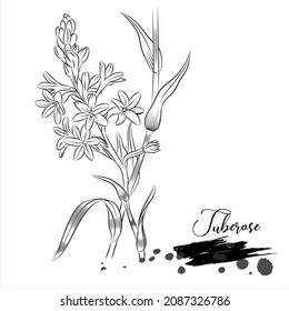 Herb, Tuberose medical plant vector illustration