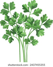 Herbaceous Plant Cilantro Vector Illustration, Coriander Herb Illustration. Cilantro Illustration For Food And Seasoning