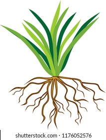 Herbaceous Plant With Fibrous Root System