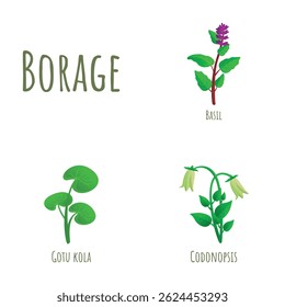 Herbaceous plant set cartoon vector. Basil, gotu kola and codonopsis. Flora, nature, environment