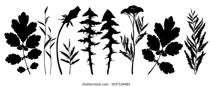 Herbaceous plants. A set of black silhouettes of leaves and flowers of tansy, dandelion, celandine and other herbs. Vector images isolated on a white background.