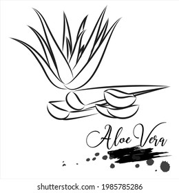 Herbal, aloe vera , medical plant vector illustration