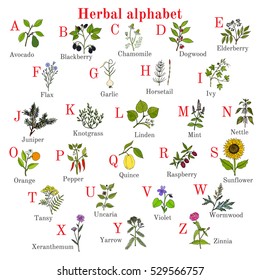 Herbal alphabet, herbs and plants collection, hand drawn botanical vector illustration