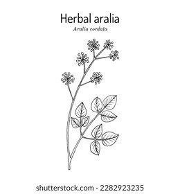 Herbal aralia, or Japanese spikenard (Aralia cordata), edible and medicinal plant. Hand drawn botanical vector illustration