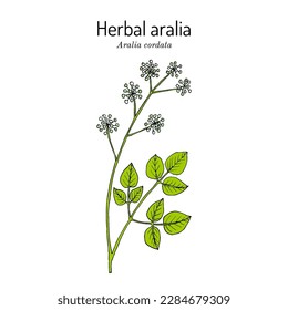 Herbal aralia, or Japanese spikenard (Aralia cordata), edible and medicinal plant. Hand drawn botanical vector illustration