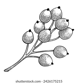 Herbal art. Doodle botanical decorative element for tattoo, invitation and greeting cards, line sketch of forest branches. Vector minimal hand drawn wildflowers. Seasonal flora, wild beautiful botany.