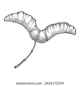 Herbal art. Doodle botanical decorative element for tattoo, invitation and greeting cards, line sketch of forest branches. Vector minimal hand drawn wildflowers. Seasonal flora, wild beautiful botany.