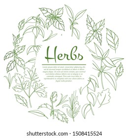 Herbal card concept. Vector illustration of herbs - basil, rosemary and parsley for design and web