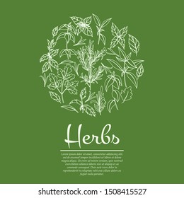 Herbal card concept. Vector illustration of herbs - basil, rosemary and parsley for design and web with text space
