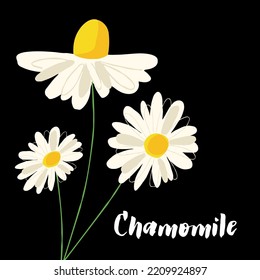 Herbal chamomile  illustration isolated on black background