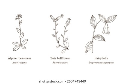 herbal, collection, plant, spilanthes, acmella, clematis, jiaogulan, gynostemma, pentaphyllum, vitalba, old, man, beard, traveller, joy, oleracea, medicinal, herb, botanical, vector, illustration, nat