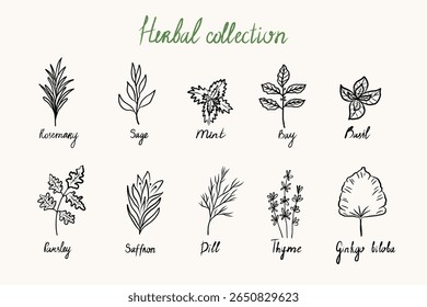 Coleção de ervas com alecrim, sábio, hortelã, baía, salsa, açafrão, endro, tomilho, manjericão, ginkgo biloba esboço em fundo isolado. Comida, plantas medicinais, ingredientes para cozinhar. Ilustração vetorial