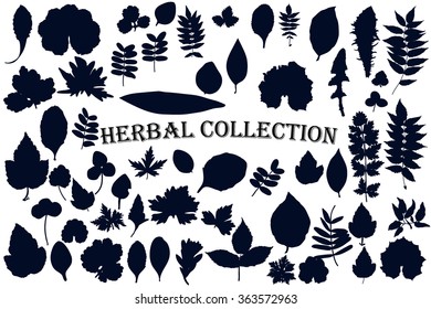 Herbal collection - set of many contours of leaves