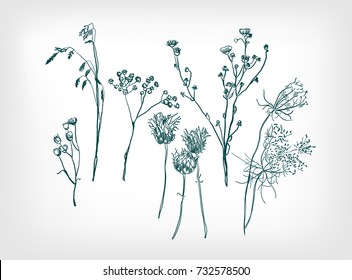 herbal drawn design elements vector illustration