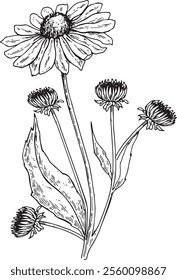 Herbal engraved style illustration. Detailed botanical sketch for tea, organic cosmetic, medicine, aromatherapy Echinacea vector drawing. Sunflower and leaves.
