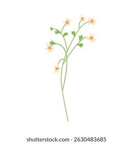 Herbal floral branch. Chamomile feverfew flowers, tiny delicate blooms. Gentle blooming plant with subtle blossoms, stem, leaves. Botanical flat vector illustration isolated on white background