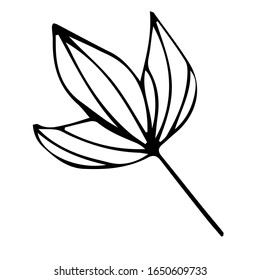 Herbal and floral doodle set. leaf and flovers. Vector hand drawn botanical illustration. Isolated objects on white