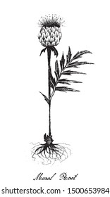 Herbal Flower and Plant, Hand Drawn Illustration of Rhaponticum Carthamoides or Maral Root Plant, Used in Alternative and Folk Medicine. 
 svg