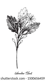 Herbal Flower and Plant, Hand Drawn Illustration of Celandine Plant Used for Traditional Medicine Has Effect on Health or Diseases.
