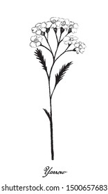 Herbal Flower and Plant, Hand Drawn Illustration of Achillea Millefolium or Yarrow Plants Used for Traditional Medicine and Herbal Mixture in The Flavoring of Beer.