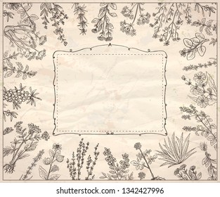 Herbal frame, vector hand drawn graphic assorted herbs and old style frame on a paper