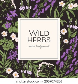 Herbal frame with wild herbs and background for text. Template design with wildflowers, field floral plants. Elegant botanical card in vintage style. Colored hand-drawn vector illustration
