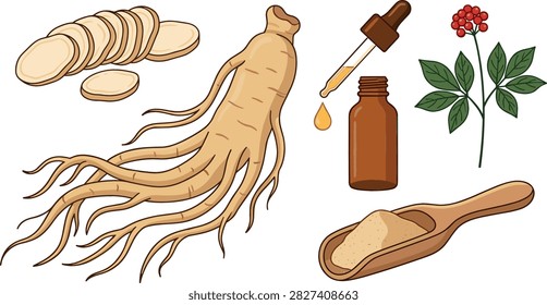 Herbal ginseng root vector illustration set featuring fresh whole root cut slices powder in scoop liquid extract dropper bottle and plant stem