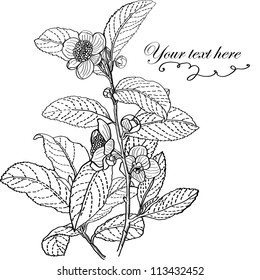 Herbal graphics camelia
