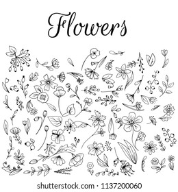 Herbal Handrawn Collection Of Plants And Flowers. Monochrome Vector Illustrations.