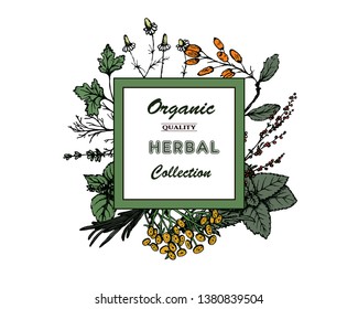 Herbal illustration on label packaging design. Hand drawn vector botanic banner. Dill, mint, lavender, chamomile, barberry, parsley