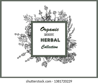 Herbal illustration on label packaging design. Hand drawn vector botanic banner. Dill, mint, lavender, chamomile, barberry, parsley