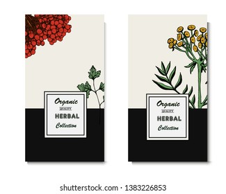 Herbal illustration on label packaging design. Hand drawn vector botanic banner. Tansy, parsley, viburnum