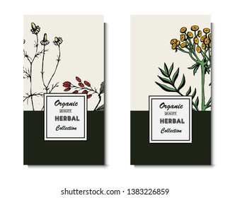 Herbal illustration on label packaging design. Hand drawn vector botanic banner. Tansy, chamomile, barberry
